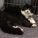 フサフサの毛並みがステキな猫さんです♪