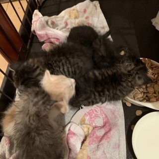 急募  子猫  黒オス 茶トラブチ オス