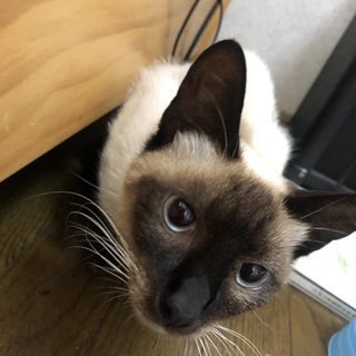 シャム猫ミックス推定2歳の男の子