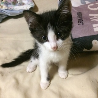 ハチワレの子猫です