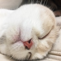 きなこ