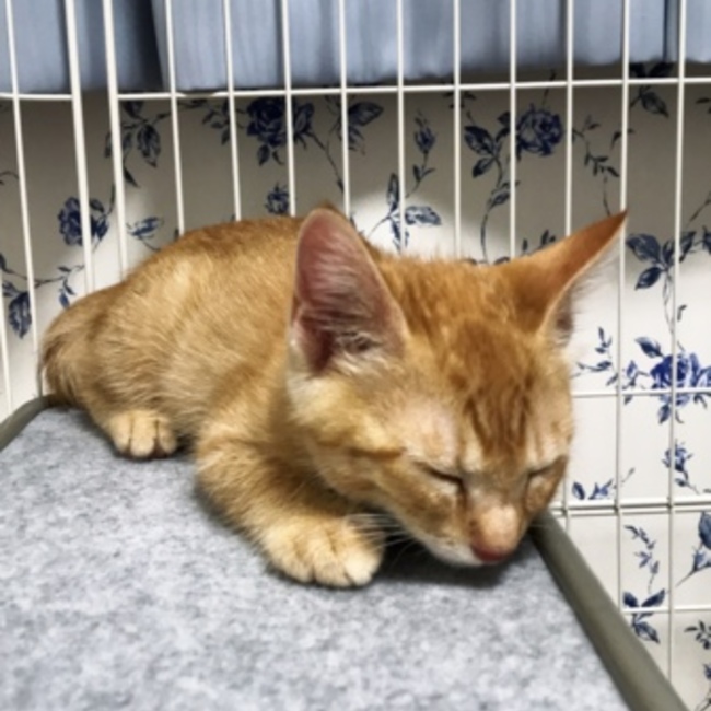 キティーちｬんのカバー写真