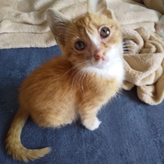 保護猫(３ヶ月くらい)もらってください❗