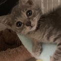 おめめクリクリ☆元気でかわいいウスターくん