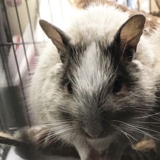 デグーヘビーパイドの女の子