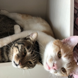 初心者OK 家族に甘えるスリゴロキジ美猫