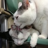 こんぶ3lily