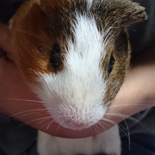 里親さんを探しています。