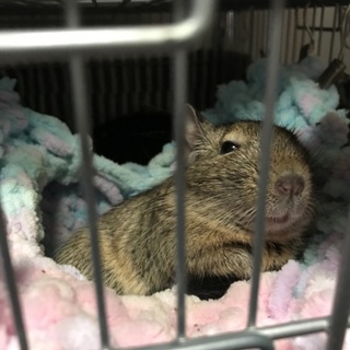 デグーさんを可愛がってくれる方