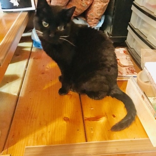 とっても人懐っこい黒猫です。