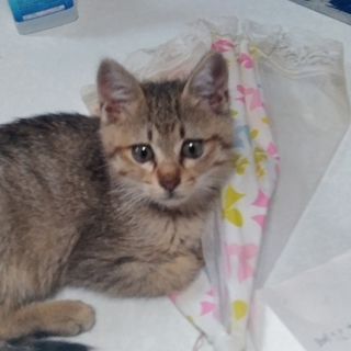 子猫の里親募集（運命のラッキー