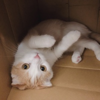 ましろ