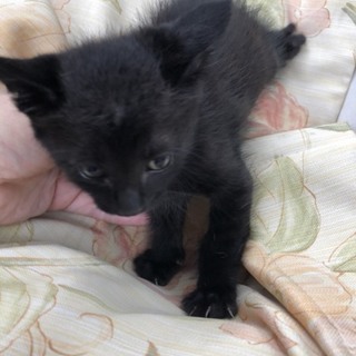 マウ 黒猫 子猫 男の子