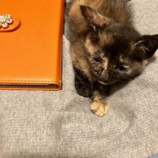 ミク 女の子 子猫 三毛猫