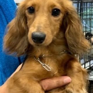 個体番号：W449おこちゃまダックス