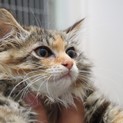 キュートな毛長三毛の仔猫、マールちゃん♡