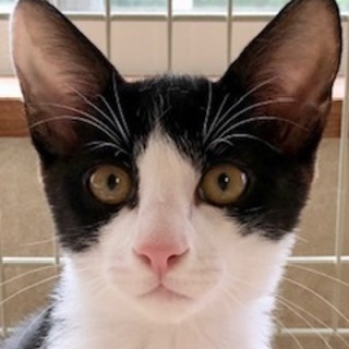 元気いっぱいの甘えんぼ　おかか君