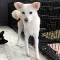 1歳半くらいの元野犬の女の子