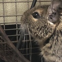 デグー 1歳の男の子