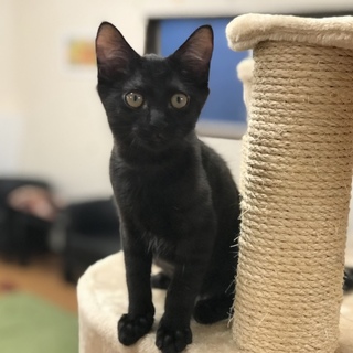 生後6か月の子猫♪ 黒猫 キキちゃん♪