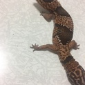 オスの西アフちゃんです！