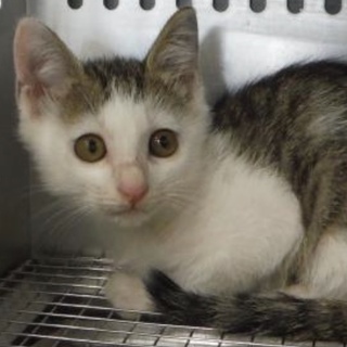 里親様に迎えられました。有難うございました。