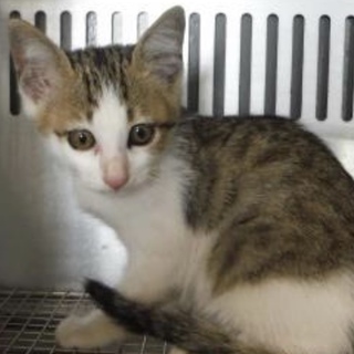 里親様に迎えられました。有難うございました。