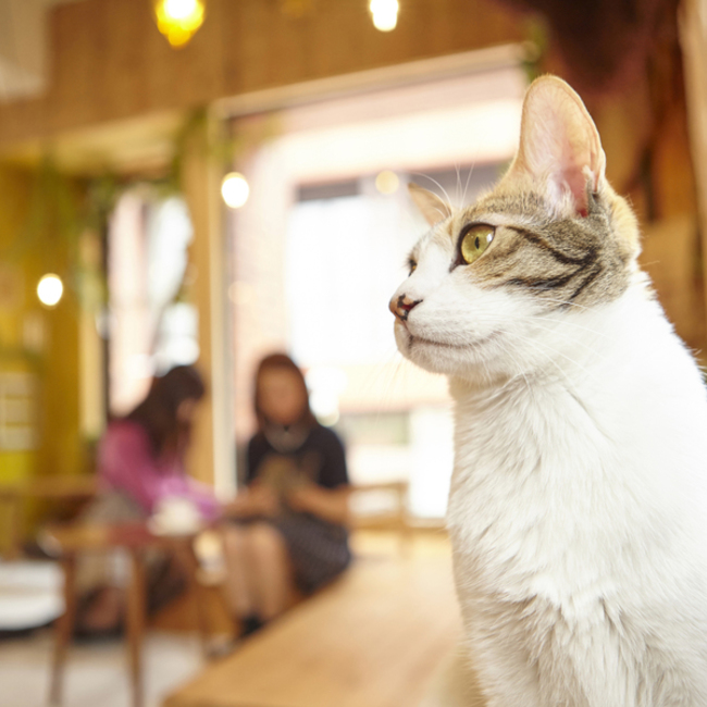 NPO法人Human Animal Pairsのカバー写真