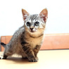 子猫の里親募集です サムネイル6