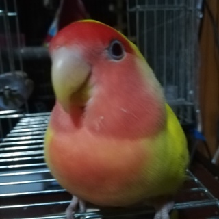 コザクラインコ　ゴールデンチェリー