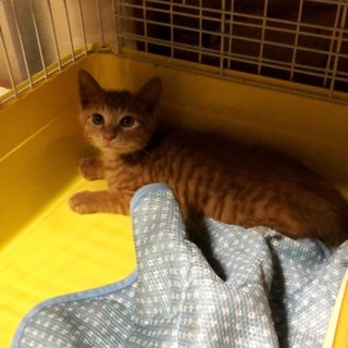 気の優しい茶トラの男の子♂️