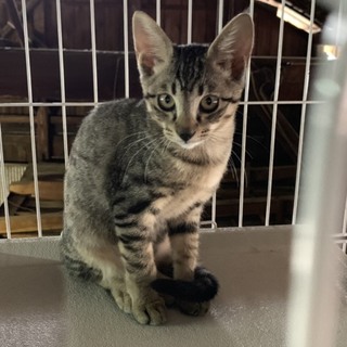 仲良しきょうだいの家族募集中
