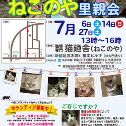 ７月１４日(日)　四谷猫廼舎　里親会（ボランティア募集中）