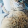 もにゃこ
