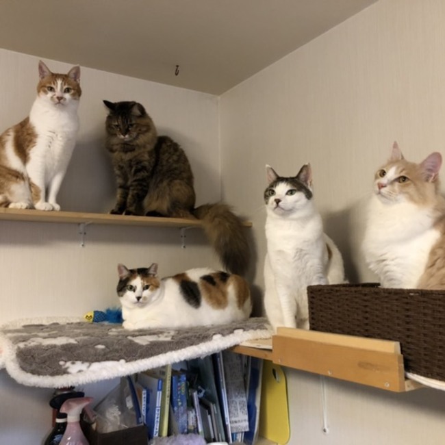 もにゃこのカバー写真