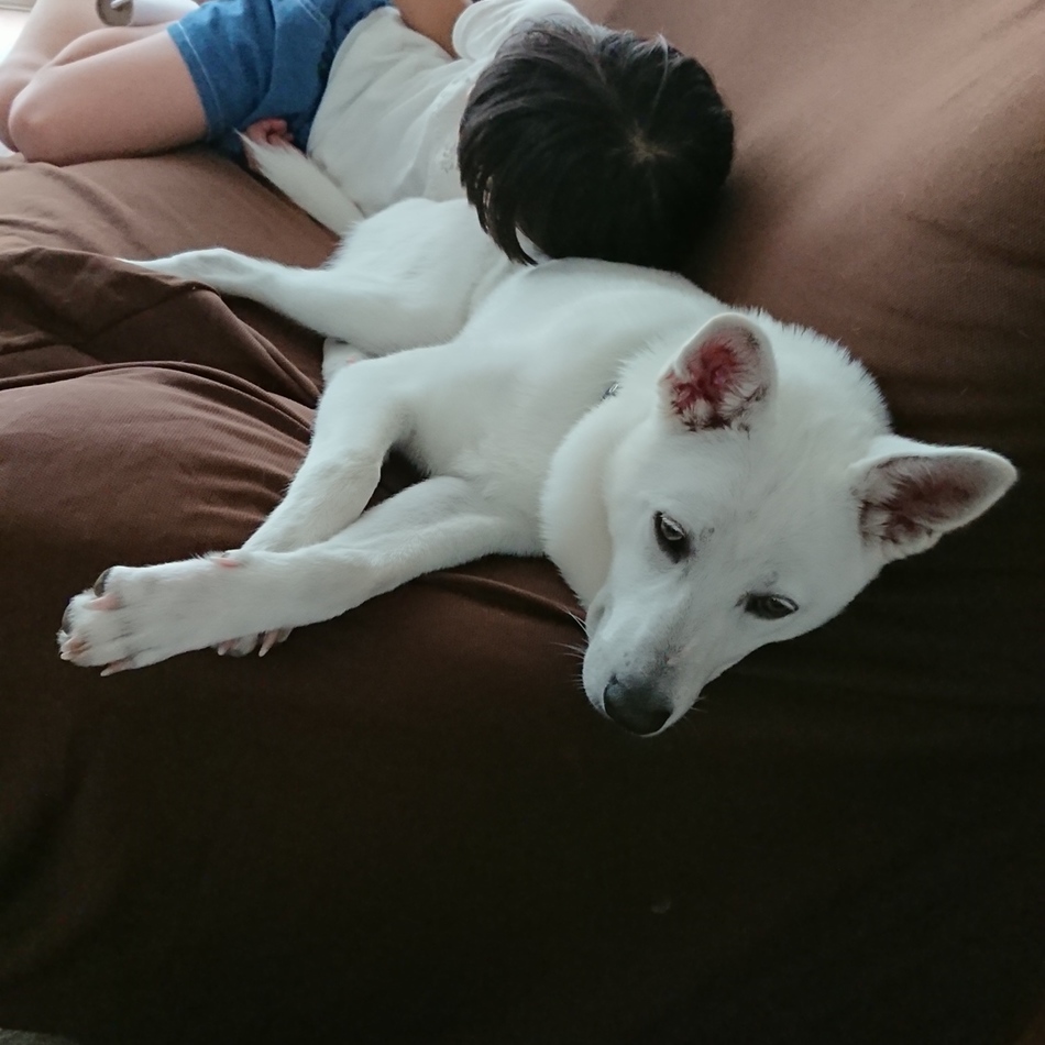 ぷくのカバー写真