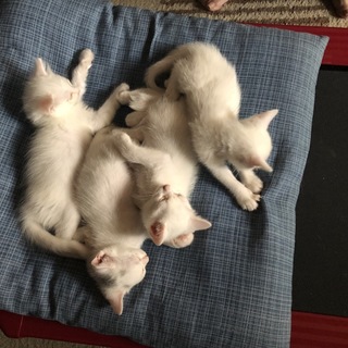 まっしろフワフワ兄妹