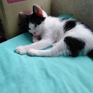 口コミで優しい家族ができました。