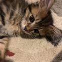 ヒョウ柄模様の甘えん坊くん