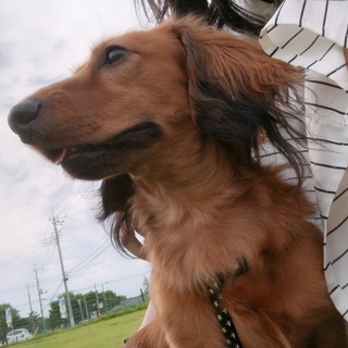 ミニチュアダックス♂ 1歳半