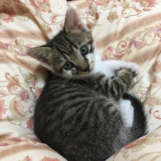 可愛いりんちゃん