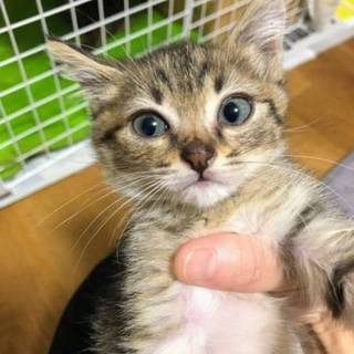 【ノーベル】おかげ様で里親さまが決まりました！