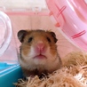 きなこまめ03