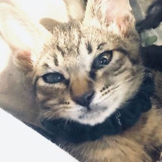 近づくとゴロゴロ言い出す甘えん坊★ムンくん★