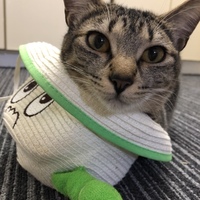 エメラ