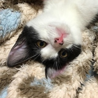 遊ぶの大好き☆人懐っこいカリーくん