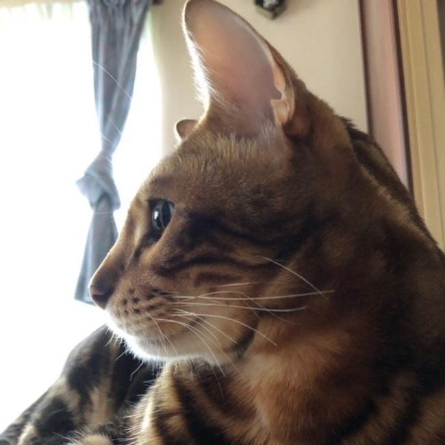 ジャイ子のママのカバー写真