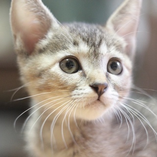 仮名メジロ 子猫