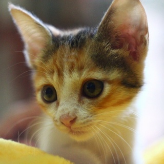 仮名インコ 子猫