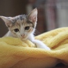 仮名インコ 子猫 サムネイル2